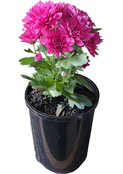 Mini Kasımpatı (Chrysanthemum Morifolium) 10–15 cm 4 Adet Karışık Renkli fırsatları
