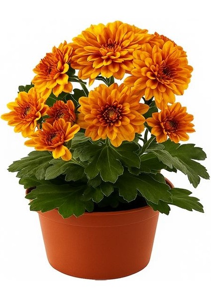 Mini Kasımpatı (Chrysanthemum Morifolium) 10–15 cm 4 Adet Karışık Renkli indirimleri