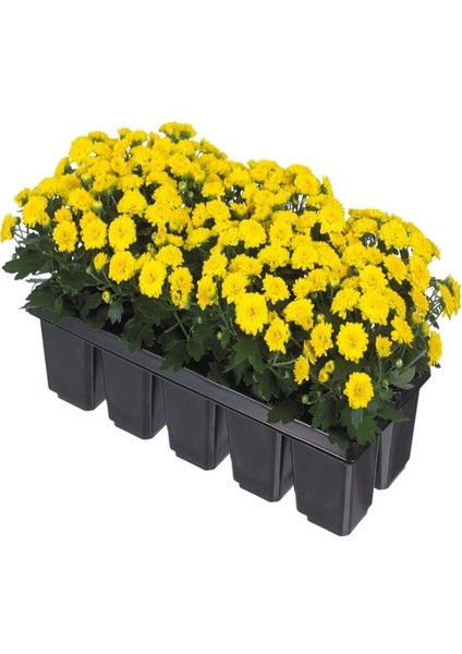 Mini Kasımpatı Sarı 10–15CM 5 Adet Güneş Gibi Parlak Çiçekli Saksı Bitkisi