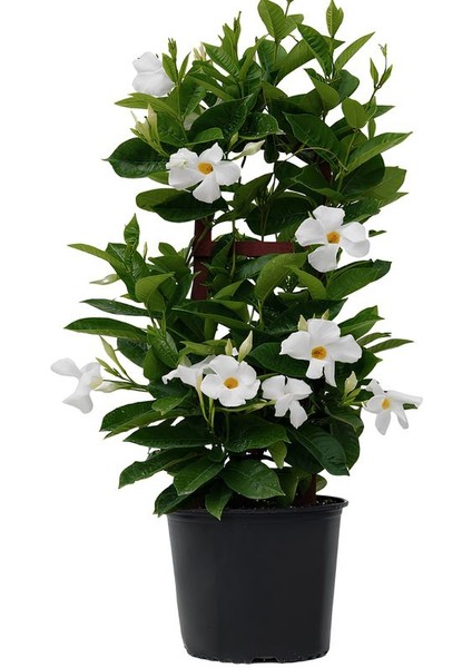 Beyaz Çiçekli Mandevilla Sarmaşık 30–60 cm Dış Mekan Saksılı Bitki