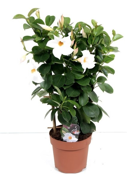 Beyaz Çiçekli Mandevilla Sarmaşık 30–60 cm Dış Mekan Saksılı Bitki fiyatları