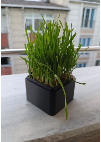 Kedi Çimi Otu Tekrar Kullanılabilir Topraksız Yetiştirme Kutusu modelleri