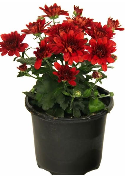 Kırmızı Mini Kasımpatı 10–15 cm Saksılı, Dayanıklı Dış Mekan Çiçeği