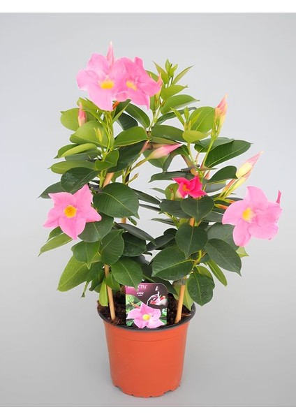 Pembe Mandevilla Sarmaşık Bitkisi 30–60 cm – Saksıda Canlı Renkli Çiçekli