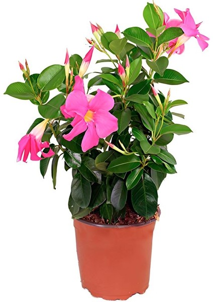 Pembe Mandevilla Sarmaşık Bitkisi 30–60 cm – Saksıda Canlı Renkli Çiçekli modelleri