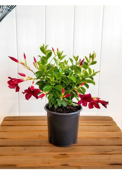 Kırmızı Mandevilla Sarmaşık 30–60 cm – Yaz Boyu Çiçek Açan Saksı Bitkisi