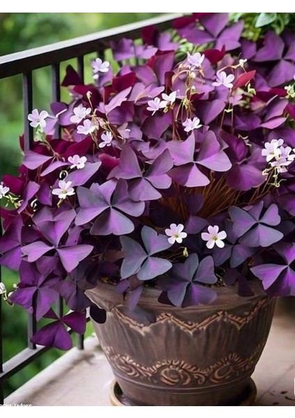 Mor Süs Yoncası (Oxalis Triangularis) 20–30 cm Iç Mekan Dekoratif Saksı Bitkisi