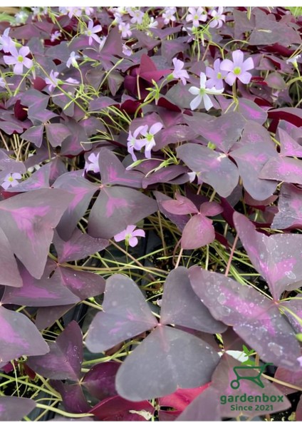 Mor Süs Yoncası (Oxalis Triangularis) 20–30 cm Iç Mekan Dekoratif Saksı Bitkisi modelleri