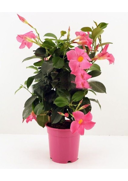 Pembe Mandevilla Sarmaşık Bitkisi 30–60 cm – Saksıda Canlı Renkli Çiçekli fiyatları