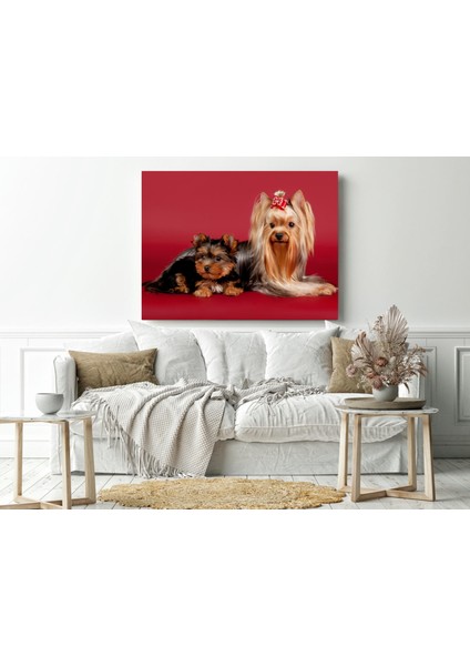 Yorkshire Terrier Kırmızı Arkaplan - Ahşap Mdf Tablo