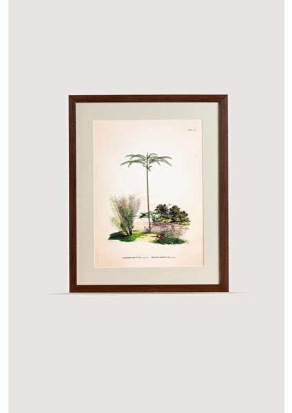 Tropical Serisi Tablo No:1