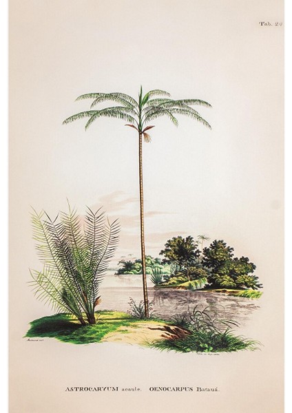 Tropical Serisi Tablo No:1 fiyatları