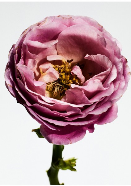 Rosaleda Edp 150ML modelleri