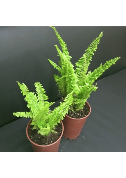 Aşk Merdiveni Fidanı 10-20 cm