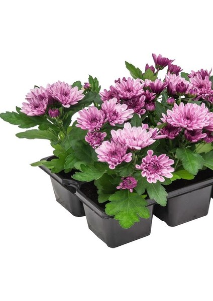 Pembe Çiçekli Mini Kasımpatı 10–15CM 10 Adet Dekoratif ve Kolay Bakımlı Bitki