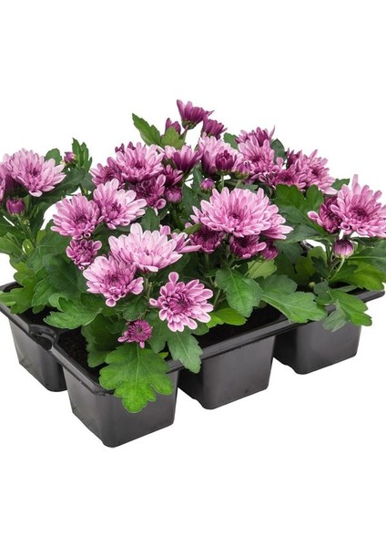 Pembe Çiçekli Mini Kasımpatı 10–15CM 10 Adet Dekoratif ve Kolay Bakımlı Bitki fiyatları