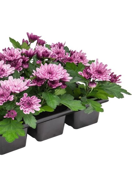 Pembe Çiçekli Mini Kasımpatı 10–15CM 10 Adet Dekoratif ve Kolay Bakımlı Bitki modelleri