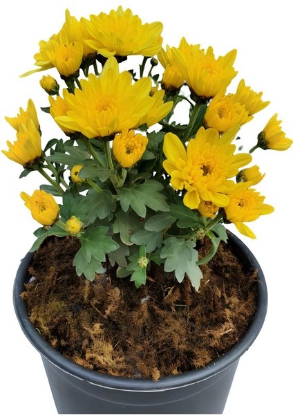 Sarı Çiçekli Mini Kasımpatı 10–15 cm – Bahçe ve Balkon Dekorasyonu Için