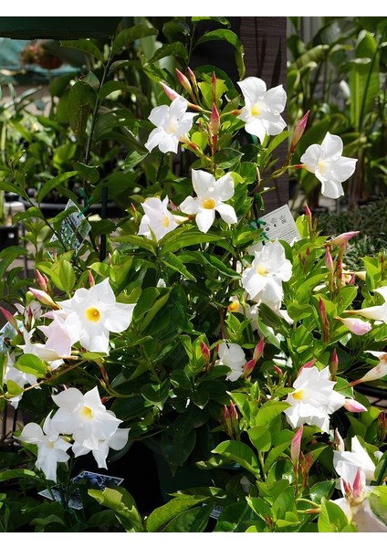 Beyaz Çiçekli Mandevilla 30–60 cm Dekoratif Tırmanıcı Bahçe Bitkisi
