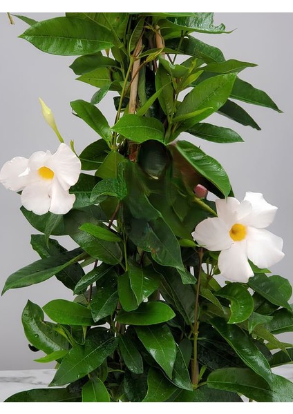 Beyaz Çiçekli Mandevilla 30–60 cm Dekoratif Tırmanıcı Bahçe Bitkisi modelleri