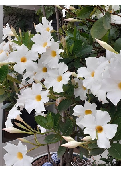 Beyaz Mandevilla 30–60 cm Uzun Ömürlü, Çiçekli Tırmanıcı Bitki modelleri