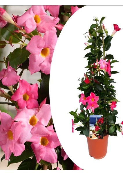 Pembe Mandevilla 30–60 cm Bahçe, Balkon ve Teras Için Çiçekli Bitki