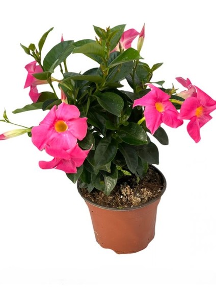 Pembe Mandevilla 30–60 cm Bahçe, Balkon ve Teras Için Çiçekli Bitki fiyatları