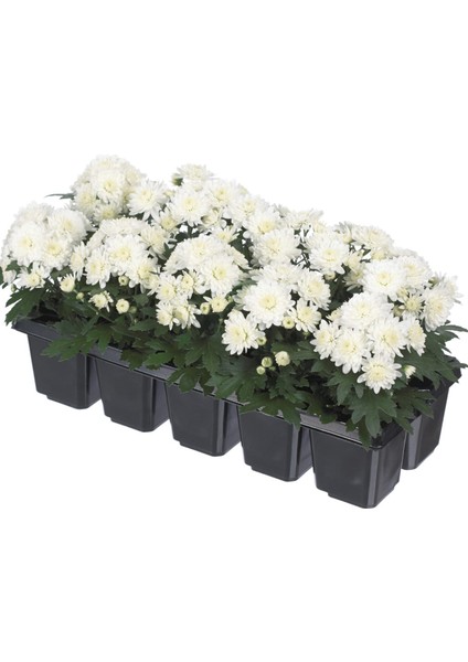 Beyaz Mini Kasımpatı 5 Adet 10–15CM Canlı Çiçekli Kompakt Saksı Bitkisi