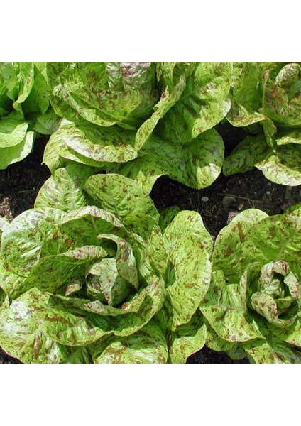 Çilli Marul Tohumu Atalık Romain Freckles indirimleri