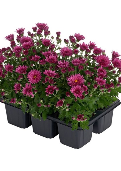 Mini Mor Kasımpatı – 10–15 cm Saksılı, Gösterişli Çiçekli Bitki Chrysanthemum