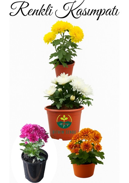 Karışık Mini Kasımpatı 10–15 cm Çok Çiçekli, Canlı Renklerde Dekoratif Bitki