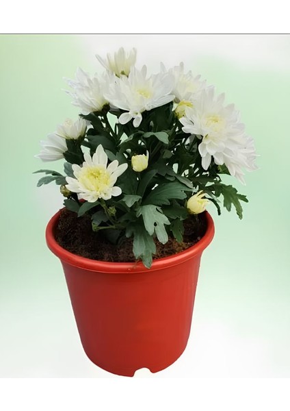 Karışık Mini Kasımpatı 10–15 cm Çok Çiçekli, Canlı Renklerde Dekoratif Bitki fiyatları