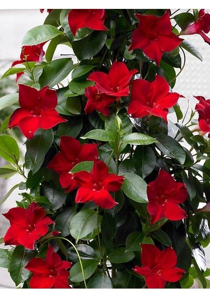 Kırmızı Mandevilla Sarmaşık Bitkisi 30–60 cm Saksıda Gösterişli Çiçekli Tırmanıcı