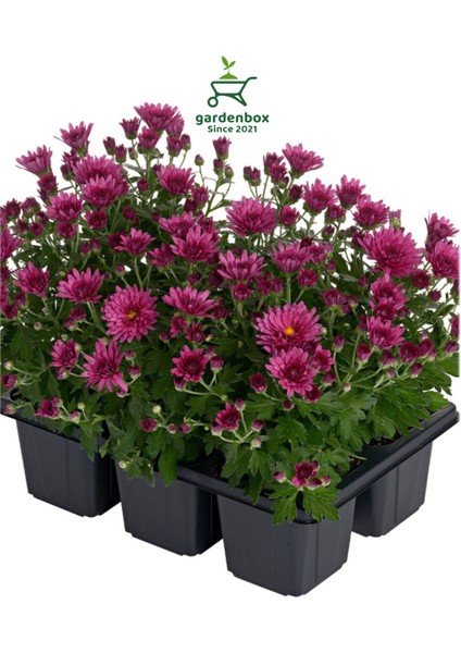 Fuşya Rengi Kasımpatı Mini 10–15 cm – Renkli Çiçekli, Zarif Dekoratif Bitki