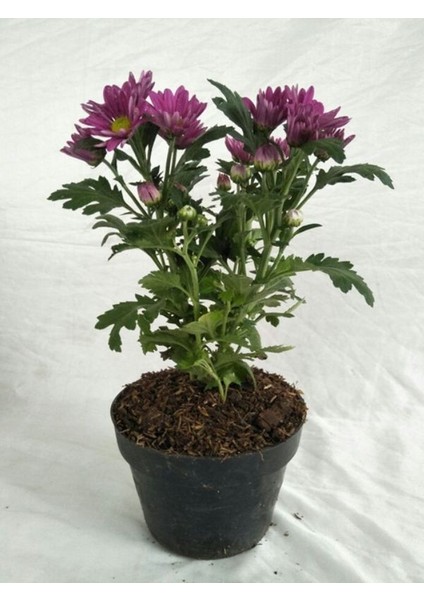 Fuşya Rengi Kasımpatı Mini 10–15 cm – Renkli Çiçekli, Zarif Dekoratif Bitki modelleri