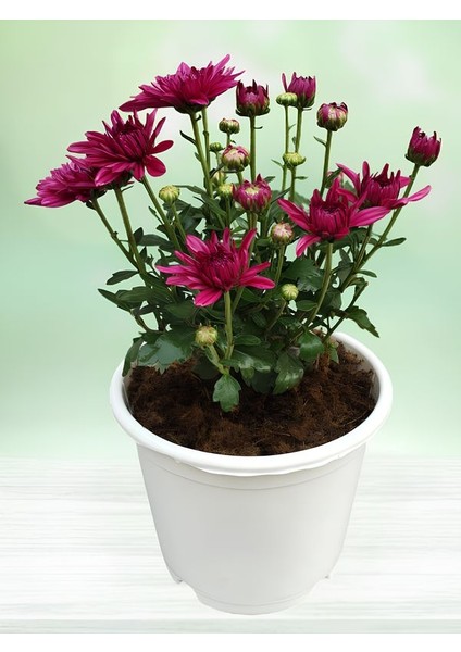 Mor Mini Kasımpatı 10–15 cm – Kompakt, Çiçekli ve Kolay Bakımlı Bitki