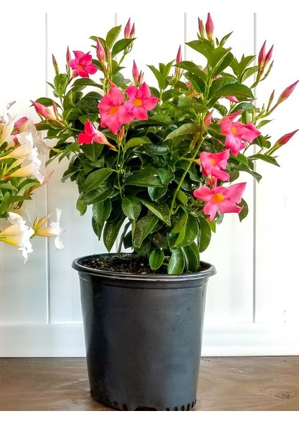 Pembe Çiçekli Mandevilla 30–60 cm Saksılı Tırmanıcı, Dış Mekan Sarmaşık