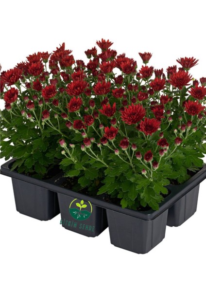 Kırmızı Mini Kasımpatı Saksılı 10–15 cm – Canlı Renkli Çiçekli Bitki Chrysanthemum