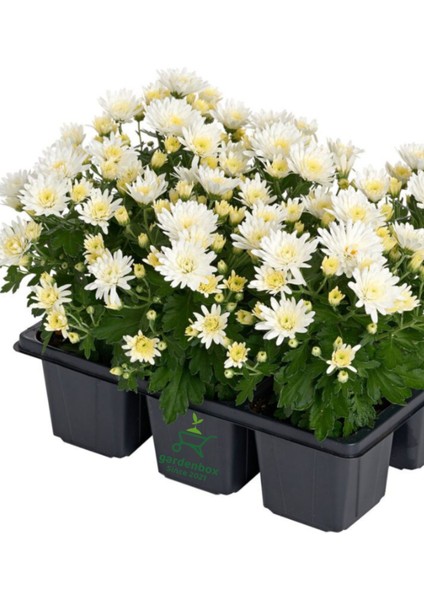 Kırmızı Mini Kasımpatı Saksılı 10–15 cm – Canlı Renkli Çiçekli Bitki Chrysanthemum fiyatları