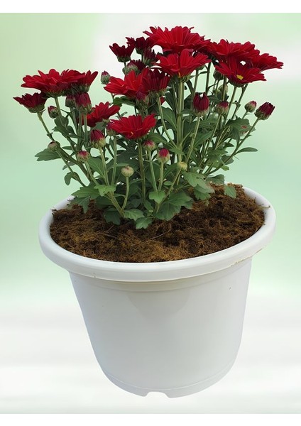 Kırmızı Mini Kasımpatı Saksılı 10–15 cm – Canlı Renkli Çiçekli Bitki Chrysanthemum fırsatları