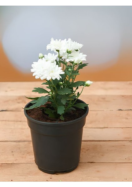 Beyaz Mini Kasımpatı Saksılı 10–15 cm 5 Adet Zarif Görünümlü Çiçekli Bitki modelleri