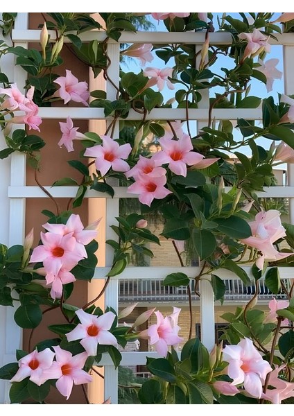Pembe Çiçekli Mandevilla 30–60 cm – Bahçe ve Balkon Için Zarif Sarmaşık