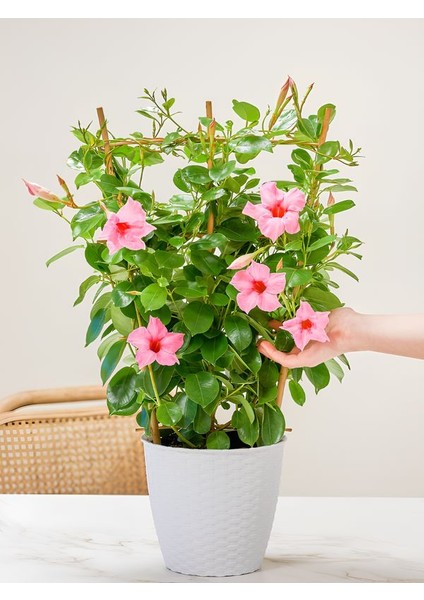 Pembe Çiçekli Mandevilla 30–60 cm – Bahçe ve Balkon Için Zarif Sarmaşık modelleri
