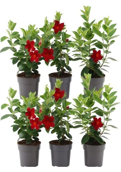 Dekoratif Kırmızı Mandevilla 30–60 cm – Çiçekli Sarmaşık, Bahçe ve Teras Bitkisi fırsatları