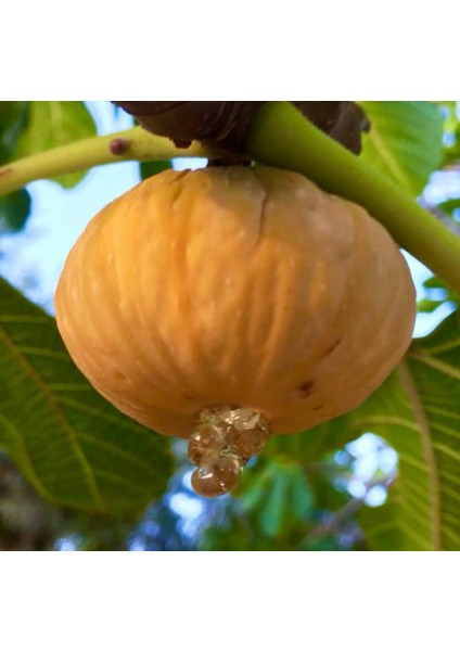 Doğal Germencik Dağ Inciri 1 kg (Yeni Mahsül) fırsatları