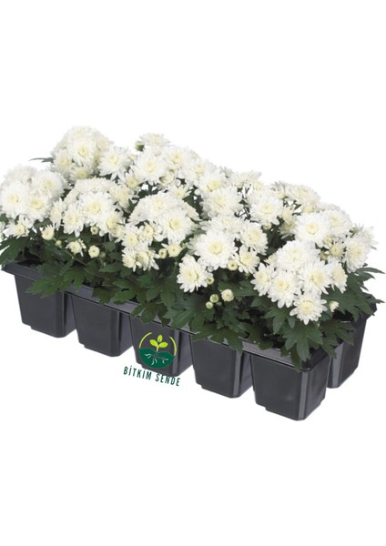Beyaz Mini Kasımpatı 5 Adet 10–15CM Canlı Çiçekli Kompakt Saksı Bitkisi fiyatları