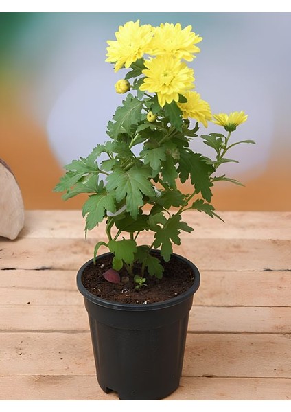 Mini Kasımpatı Sarı 10–15CM 5 Adet Güneş Gibi Parlak Çiçekli Saksı Bitkisi modelleri