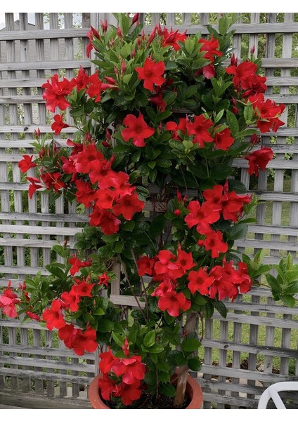 Canlı Kırmızı Çiçekli Mandevilla Sarmaşık 30–60 cm Saksılı Dış Mekan Bitkisi