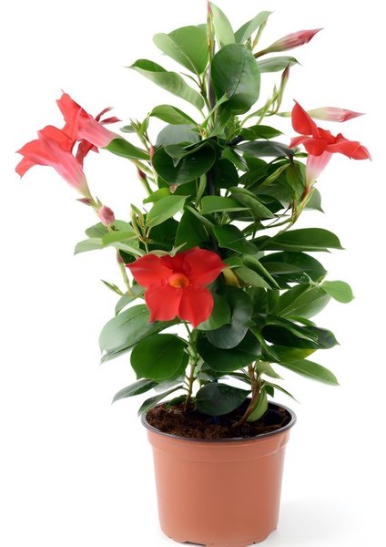 Canlı Kırmızı Çiçekli Mandevilla Sarmaşık 30–60 cm Saksılı Dış Mekan Bitkisi fiyatları