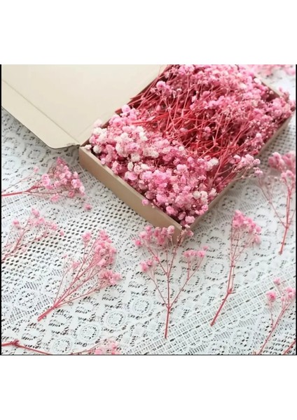 Kuru Çiçek 1.kalite Şoklanmış Mini Pembe Cipso Buketleri (50 Dal)